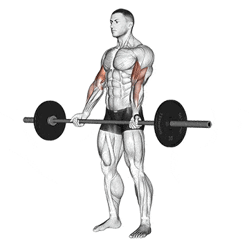 Person performing BARBELL CURL exercise