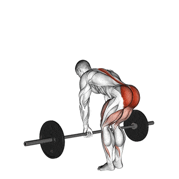 Person performing BARBELL STIFF-LEG DEADLIFT exercise