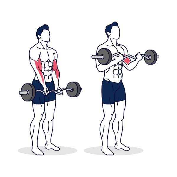 Person performing EZ BARBELL CURL exercise