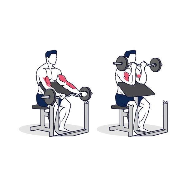 Person performing EZ BARBELL PREACHER CURL exercise