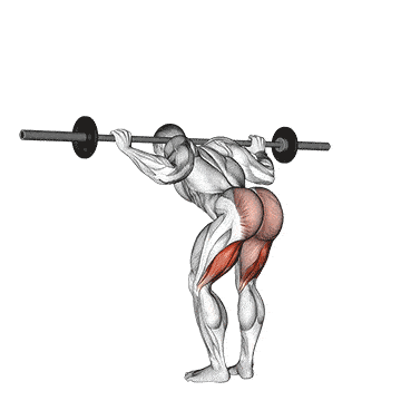 Person performing GOOD MORNING exercise