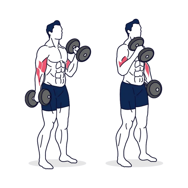Person performing HAMMER CURL exercise