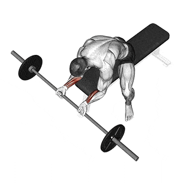 Person performing SEATED BARBELL WRIST CURL exercise