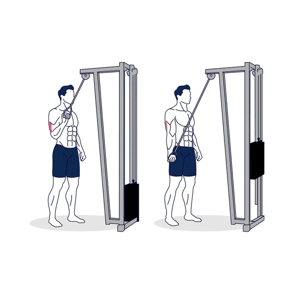 Person performing SINGLE-ARM CABLE TRICEPS EXTENSION (SUPINATED GRIP) exercise