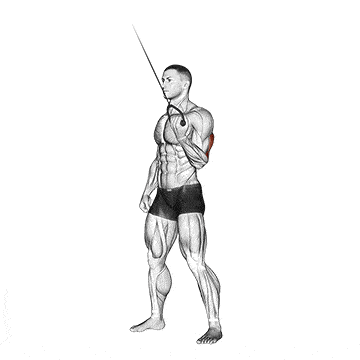 Person performing SINGLE-ARM CABLE TRICEPS EXTENSION exercise