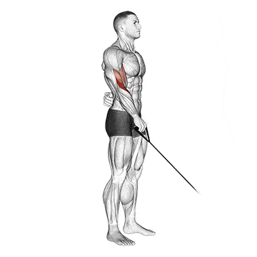 Person performing SINGLE-ARM LOW PULLEY CABLE CURL exercise