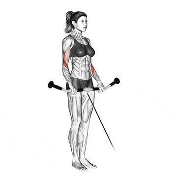 Person performing STRAIGHT BAR LOW PULLEY CABLE CURL exercise